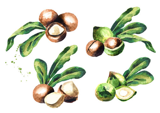 Macadamia nuts  set isolated on white background. Watercolor hand-drawn illustration