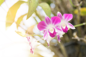 Beautiful orchid flower with sunlight natural background.