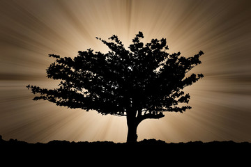 Light of divide god shining behind the tree