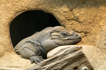 Nashornleguan (Cyclura cornuta), schaut aus Bau