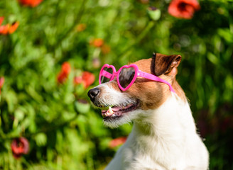 Romantic dog with heart shaped sunglasses on background of poppy flowers