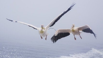 Pelicans and seagull