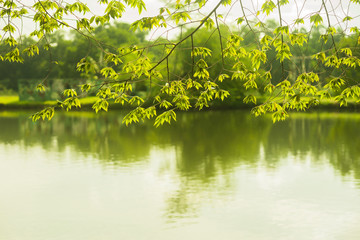 landscape of tree leaves hanging down over a lake