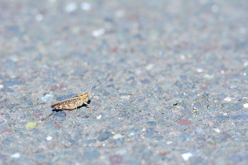 Grasshopper on isolated background closeup.