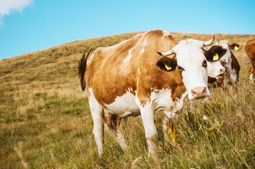 Fototapeta na wymiar Cows on a summer pasture