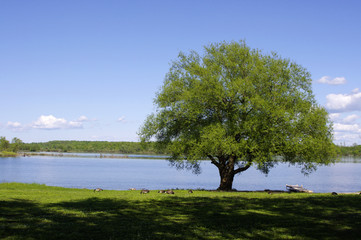 Single tree at water's edge with Canadian geese