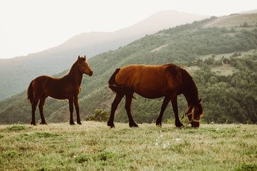 Two horses are grazed on a meadow