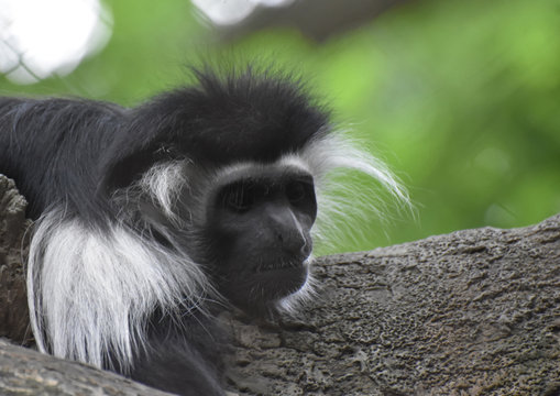 Furry Black and White Colobus Monkey Layng on a Tree Trunk