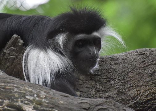 Mantled Colobus Monkey Resting on a Tree Trunk