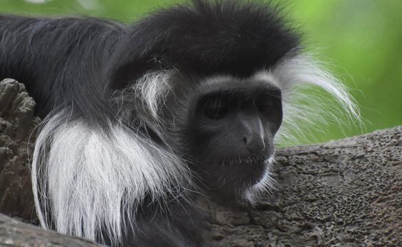 Amazing Up Close Look at a Colobus Monkey Resting in a Tree
