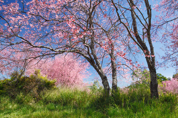 Obraz na płótnie Canvas Cherry blossom landscape (Wild Himalayan Cherry : Prunus cerasoides)