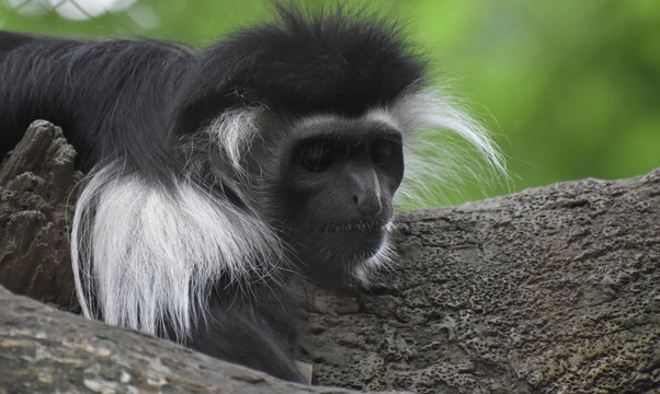 Sleeping Mantled Guereza Monkey Laying on a Tree Trunk