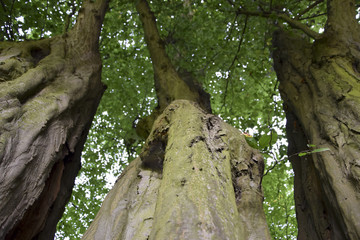 Three tree trunks