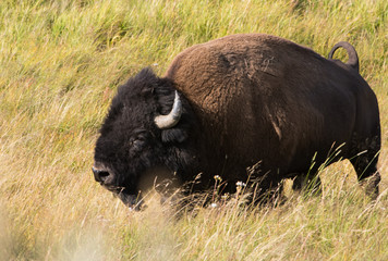 An American Bull Bison (Buffalo) calling out the the heard at Yellowstone National Park, WY.