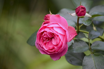 pretty pink roses in the garden