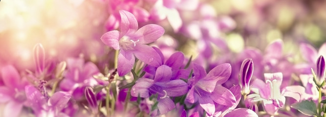 Fototapeta na wymiar Purple flowers in meadow close-up, selective focus on flowers