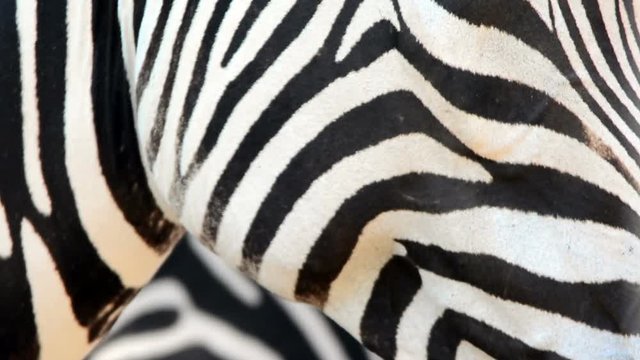 zebra eye close-up in zoo, Bioparco, Rome, Italy