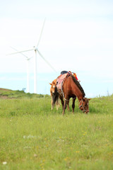 The horse in the grasslands