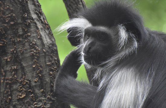 Expressive Colobus Monkey Hanging Out in a Tree