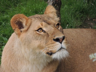 Lionne