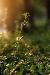 Young green plant in the morning sun light on nature background
