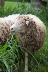  sheep
Sheep eating grass In the meadow