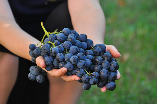 Woman holding grapes. The woman's hand holds a large cluster of grapes