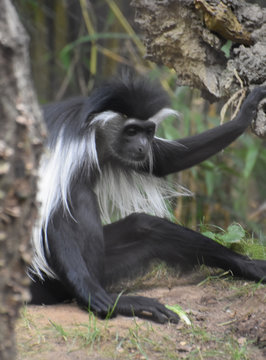 Colobus Monkey Looking Down and Sitting on the Ground