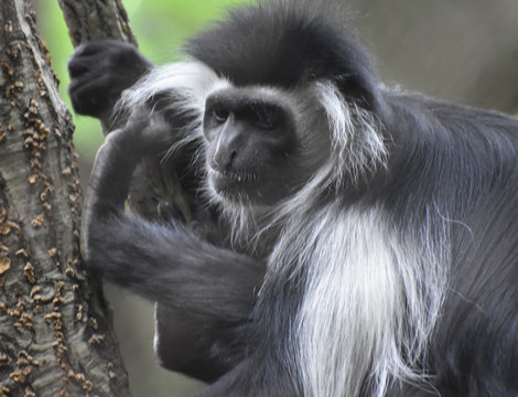 Colobus Monkey With His Feet up in a Tree