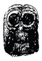 Hand Drawn Vector Illustration Of A Baby Owl 