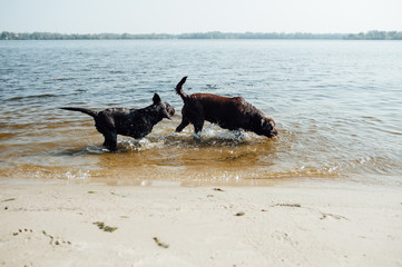 cheerful brown labrador runs through the sand