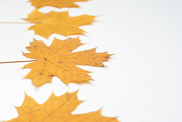 Autumn leaves