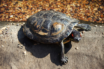 Red-bellied tortoise close-up in sunlight.