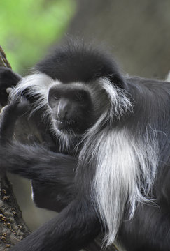 Long Fur on a Colobus Monkey in a Tree