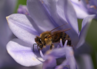 Biene bei der Arbeit
