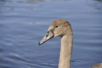 young swan closeup