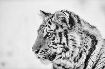 Tiger portrait in black and white