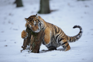 Obraz premium Tiger playing with stump
