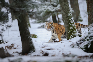 Siberian tiger walking in forest