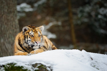 Fototapeta na wymiar Tiger lying on snow