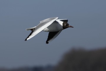 Möwe am Himmel