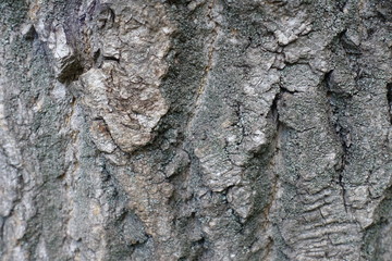 Texture of rugged old tree bark surface