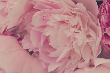 Pink floral macro background of fresh pink peony flowers, retro toned © neirfy