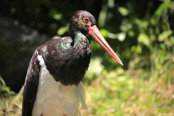 Schwarzstorch (Ciconia nigra) 