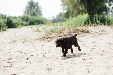 cheerful brown labrador runs through the sand