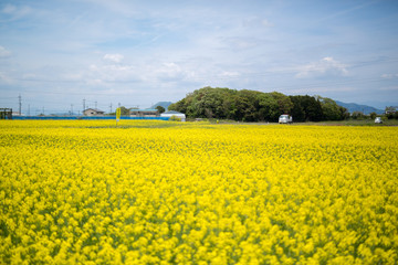 菜の花畑
