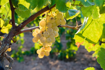 Fototapeta premium Bunch of Golden grapes hanging on vine stock at wine yard, plantation in Spain