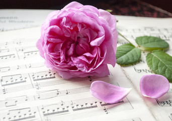Alte Musiknoten mit erblühter Rose (Rosaceae), Liebe und Romantik