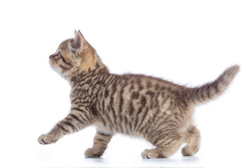 Young cat side view. Walking tabby kitten isolated on white
