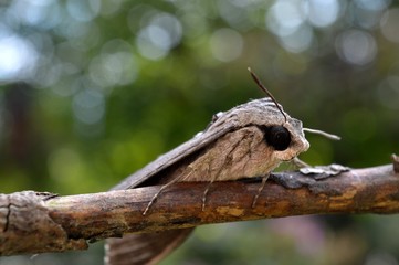 night butterfly on the branch